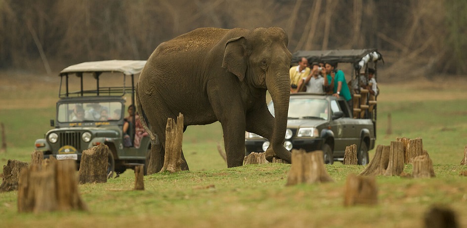 Exploring India's Top Wildlife Hotspots for Black Panther Sightings