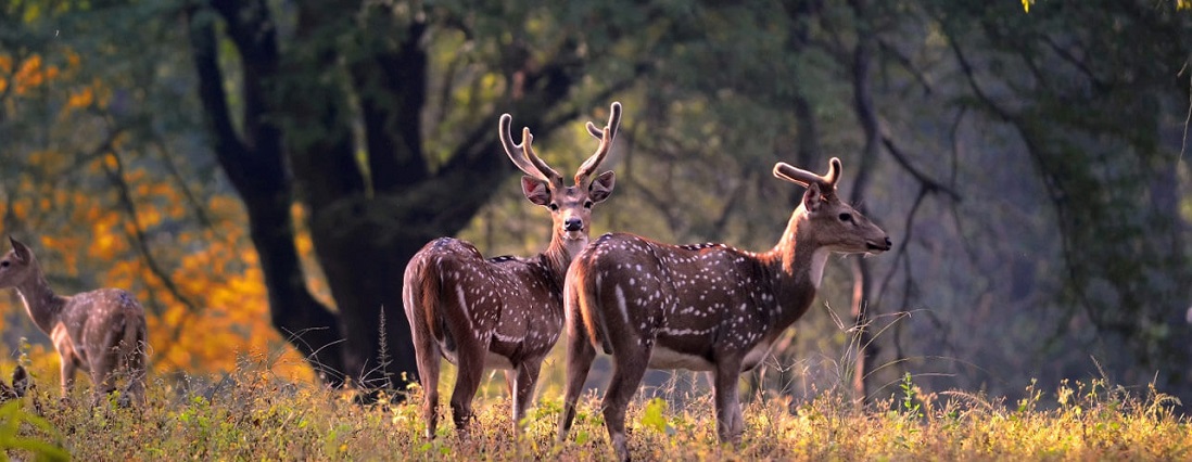 A Wildlife Adventure towards Exploring Pench and Kanha