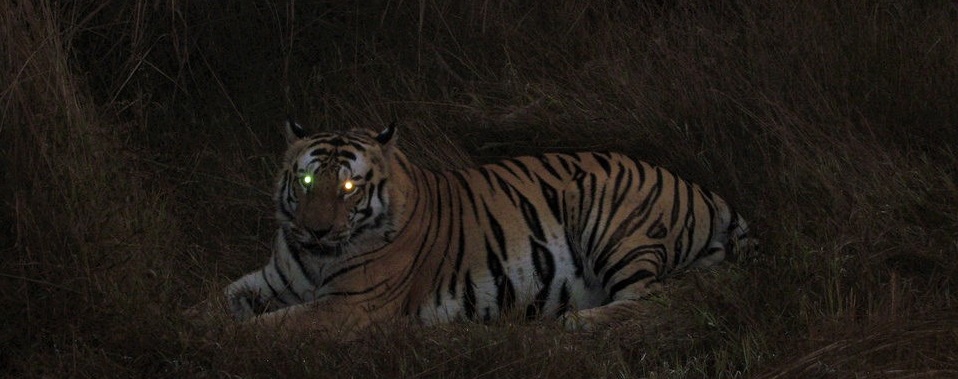 Night Bagh Chaupals for Villagers to Keep off from Pench’s Tigers