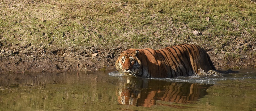 Plan a Weekend Pench Safari from Jabalpur