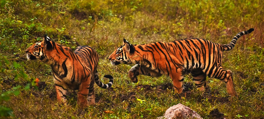 Pench National Park: A Pristine Wilderness Situated in Central India