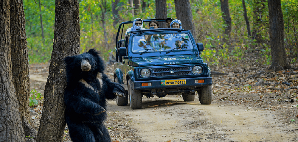 Plan a Pench Safari Ride on World Wildlife Day