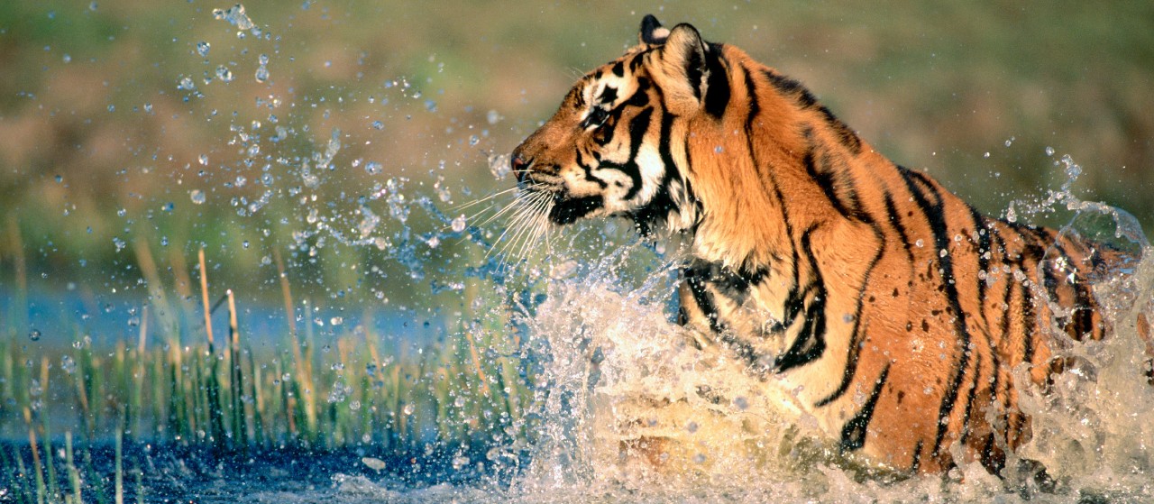 Visit Pench National Park During Summer Holidays