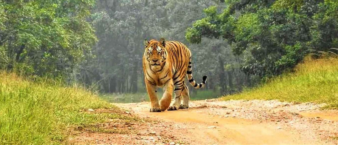 Plan a Wildlife Safari at Pench National Park from Delhi