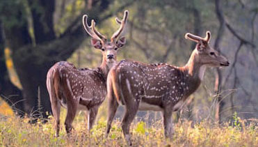 pench online safari