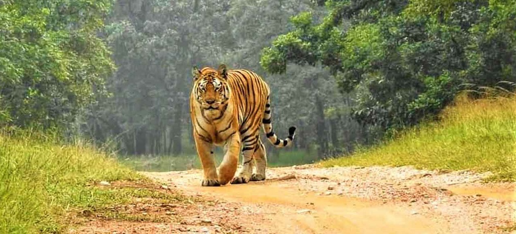 Adventure of Wildlife Safari in Pench National Park, Madhya Pradesh